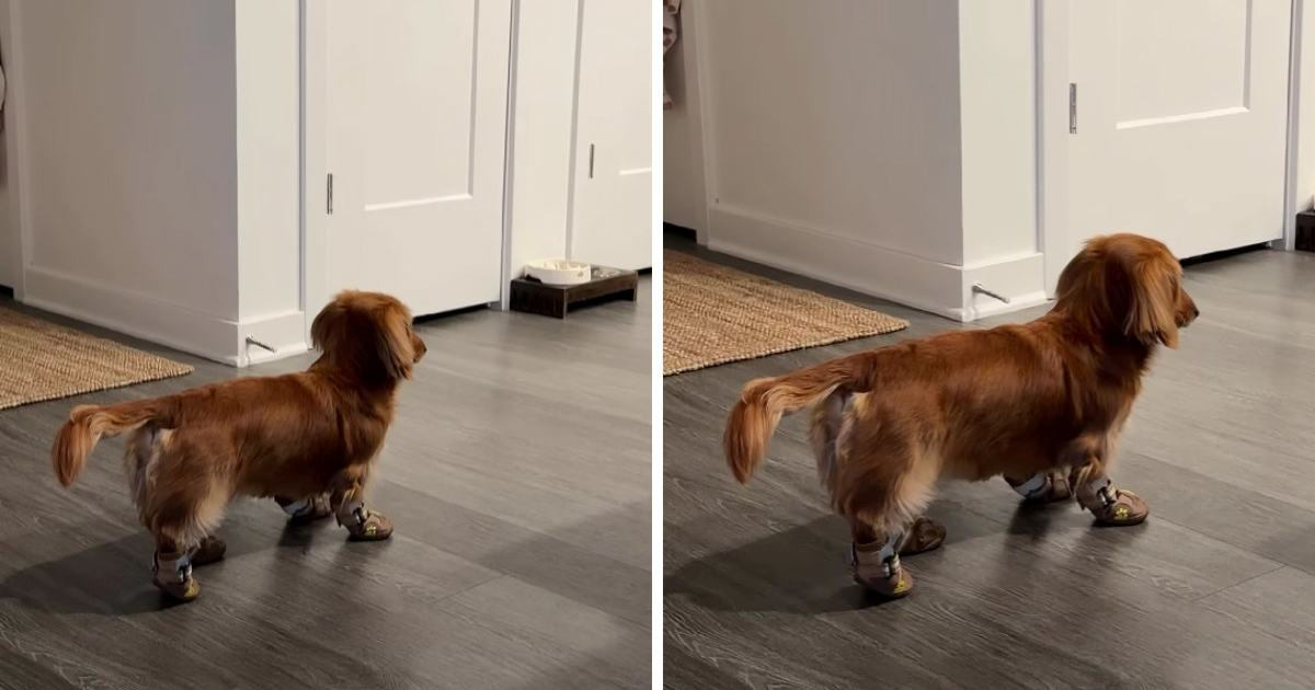 Jazavčar se ukočio kad su mu obuli čizmice za snijeg, prizor je urnebesan