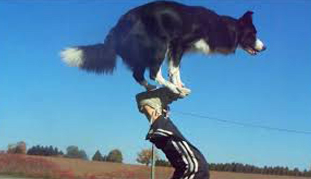 Ovo su najpametnije pasmine prema psećim znanstvenicima