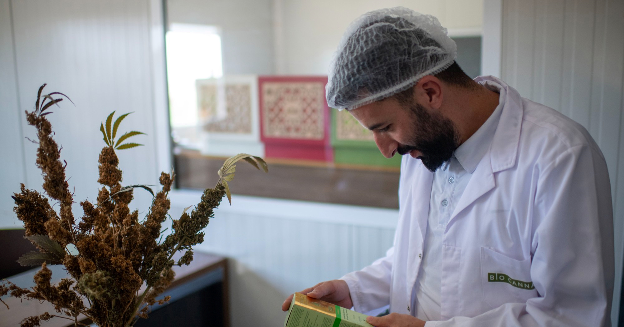 Španjolska odobrila medicinski kanabis u bolnicama