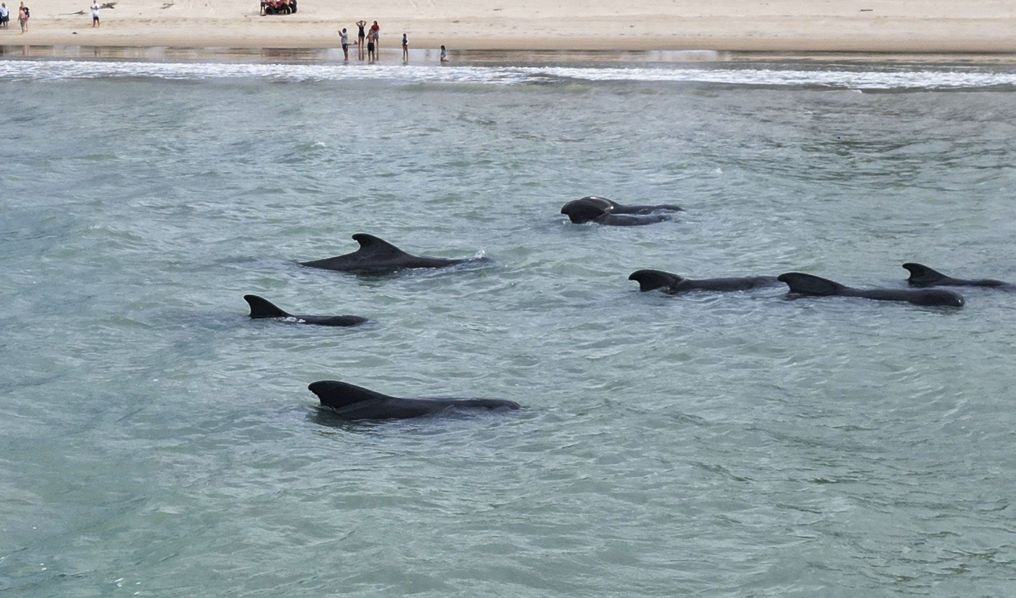 Deseci kitova pilota uginuli nakon nasukavanja na Novom Zelandu