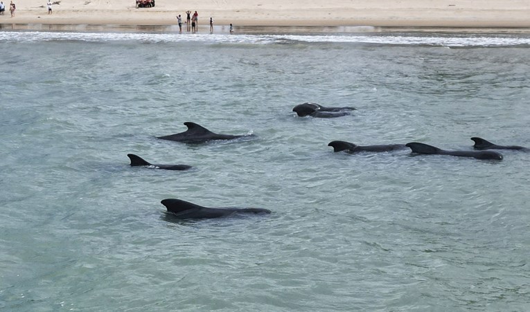 Deseci kitova pilota uginuli nakon nasukavanja na Novom Zelandu