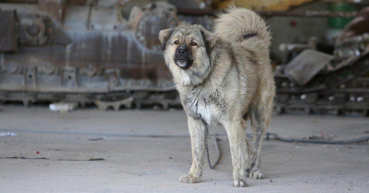 Slovenci uvode novo pravilo, držanje pasa na lancu kažnjavat će se do 1600 eura