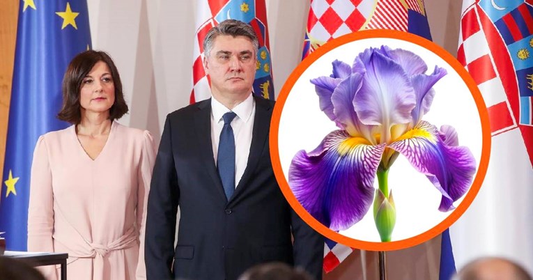 Milanovićevu inauguraciju ukrašavat će iris, cvijeće koje krije snažnu simboliku