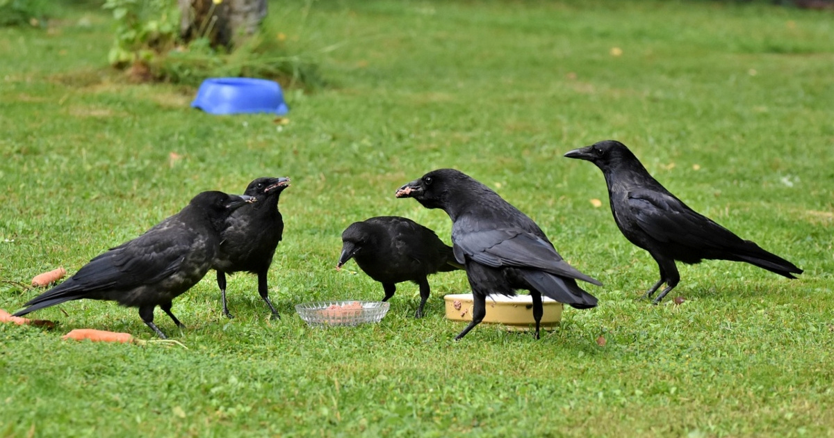Kako se sprijateljiti s vranama: Tiktokerica podijelila 4 savjeta
