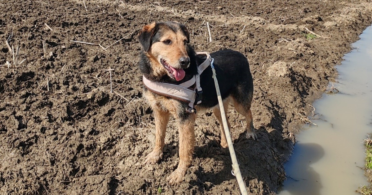 Pas s karakterom i iskustvom: Babaluji traži novi dom