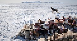U Mongoliji zbog ekstremne zime uginulo dva milijuna životinja