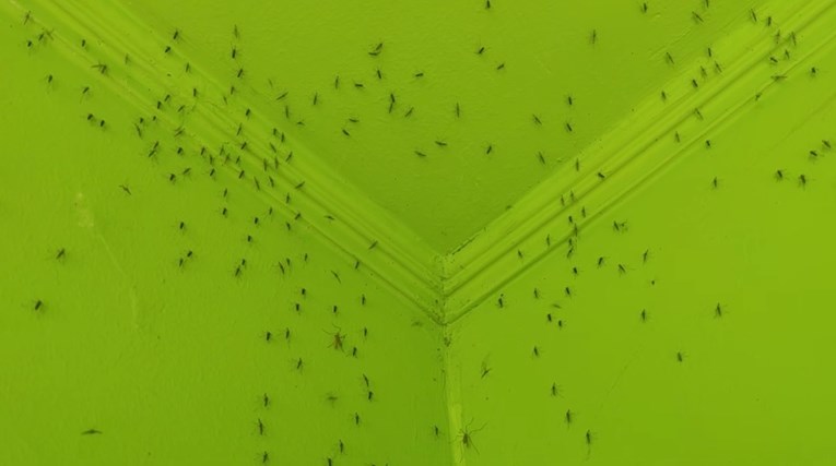 VIDEO Ogromna najezda komaraca u Baranji. "Masakriraju nas, ne da se živjeti"