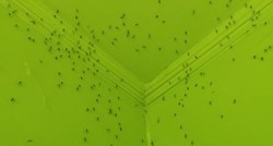 VIDEO Ogromna najezda komaraca u Baranji. "Masakriraju nas, ne da se živjeti"