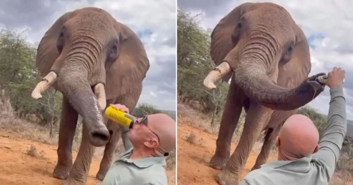 Bijes u Keniji: Turist objavio snimku na kojoj toči pivo slonu u surlu