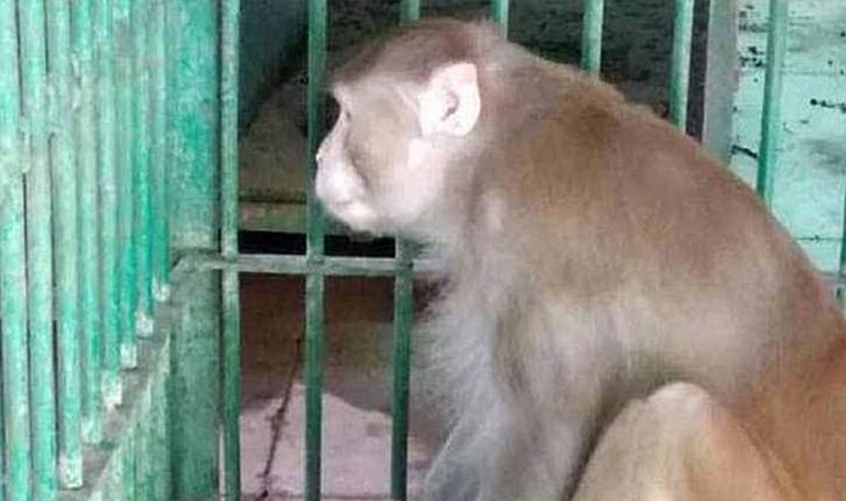 Majmun alkoholičar osuđen zbog ubojstva na doživotni zatvor