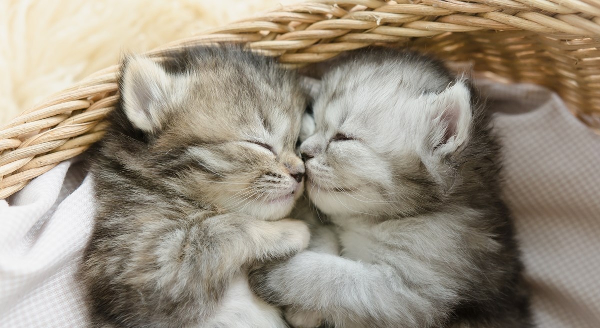 Što sanja vaš ljubimac?