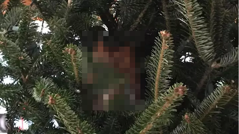 Curicu šokirala životinja koja se sakrila u božićnom drvcu, danima je živjela tu
