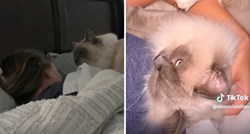 “Najbolji alarm”: Mačak Leo na smiješan način pokušava probuditi vlasnicu