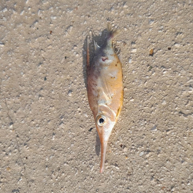 Dosad neviđena riba ulovljena u Neumu