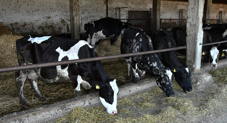 SDP-ovci: Dok mala Slovenija izvozi mlijeko, mi postajemo kolonija