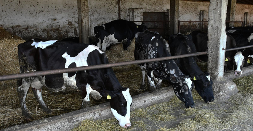 SDP-ovci: Dok mala Slovenija izvozi mlijeko, mi postajemo kolonija