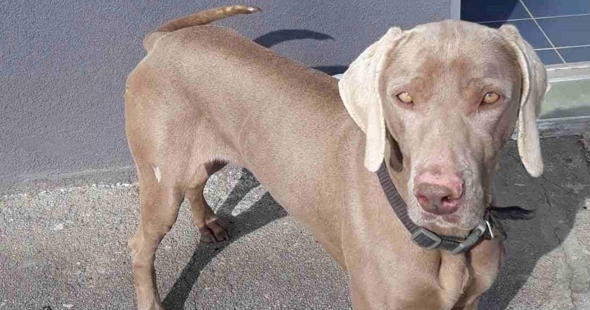 Kira je ostala bez vlasnika, traži novu obitelj