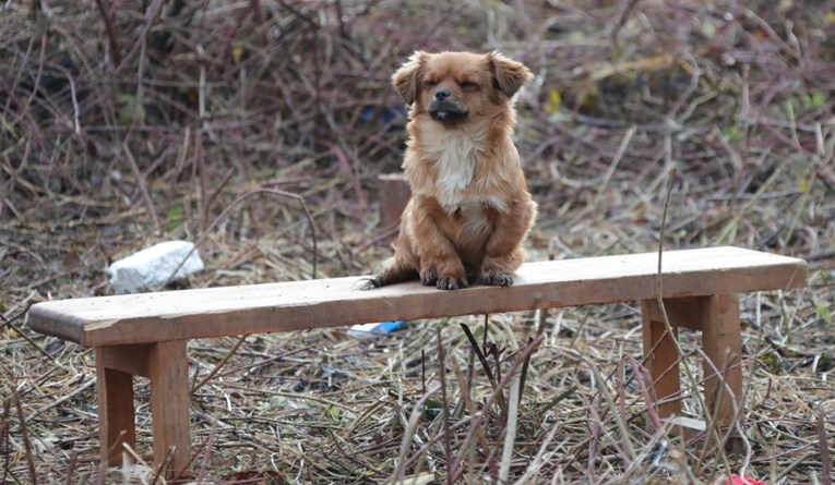 Objavljeno da je psić iz Majskih Poljana zbrinut, ali nitko ne zna gdje je