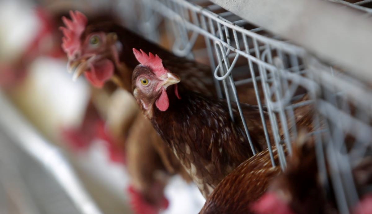 Američki farmeri zbog ptičje gripe traže najokrutniji način ubijanja peradi