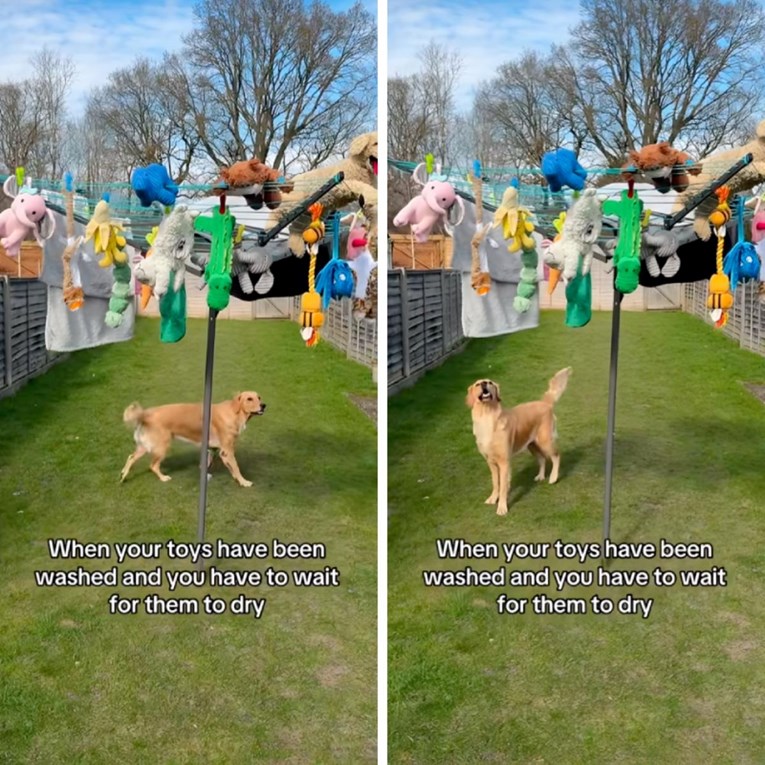 Zlatna retriverica ne zna što bi sa sobom dok joj se suše omiljene igračke