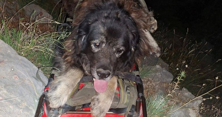 Zadarski HGSS-ovci spasili su iznemoglog psa