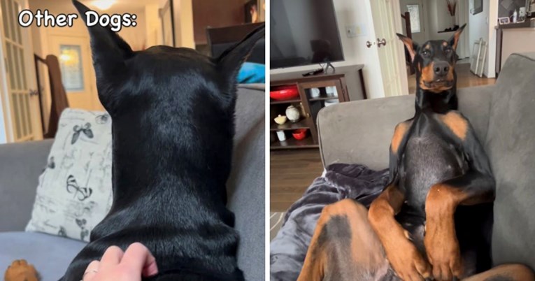 VIDEO Smiješan način na koji doberman sjedi s vlasnicom mami osmijeh na lice