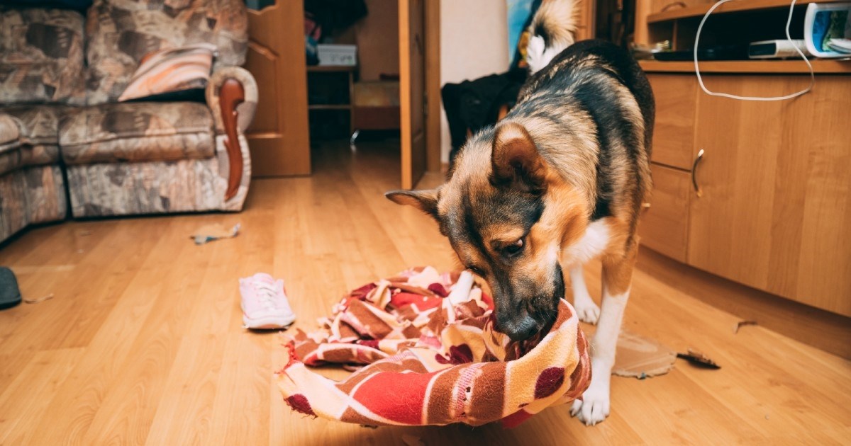 Pas nije za svakoga: 15 stvari kojih morate biti svjesni prije nego udomite ljubimca