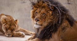 U Keniji prošli tjedan ubijeno deset lavova