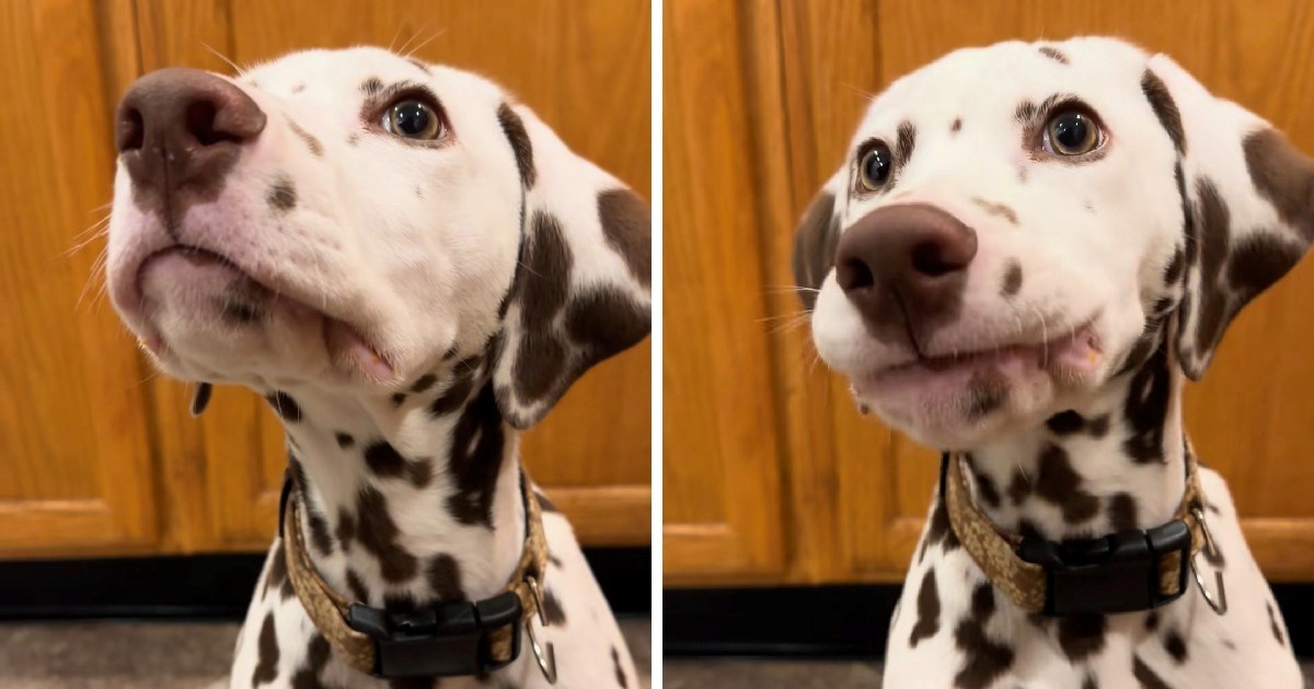 Dalmatiner postao viralan zbog neobičnog načina na koji jede poslastice