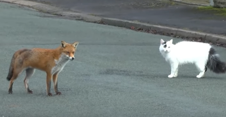 Ljudi snimili neobičan prizor, lisica i mačka igrale se nasred ulice
