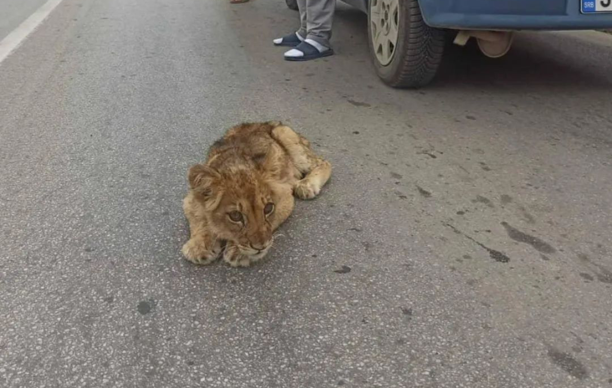 Kod Subotice pronađen lavić, u teškom je stanju