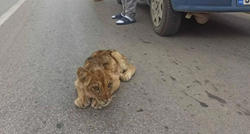 Kod Subotice pronađen lavić, u teškom je stanju