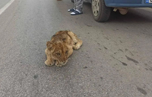 Kod Subotice pronađen lavić, u teškom je stanju