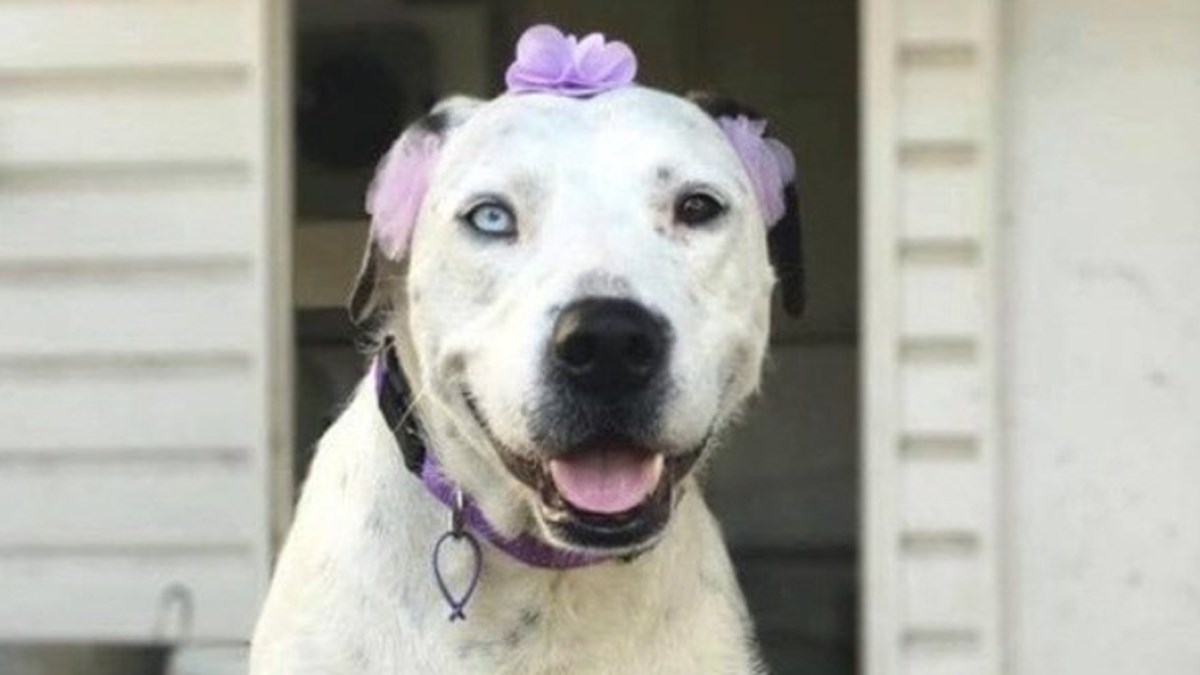 Ostavili su skotnu kujicu na ulici, kod veterinara otkrili da nosi puno štenaca