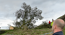 Srušeno najpoznatije stablo u Velikoj Britaniji, uhićen 16-godišnjak