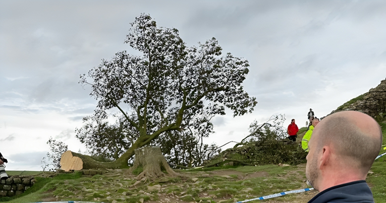 Posječeno najpoznatije stablo u Velikoj Britaniji, uhićen 16-godišnjak