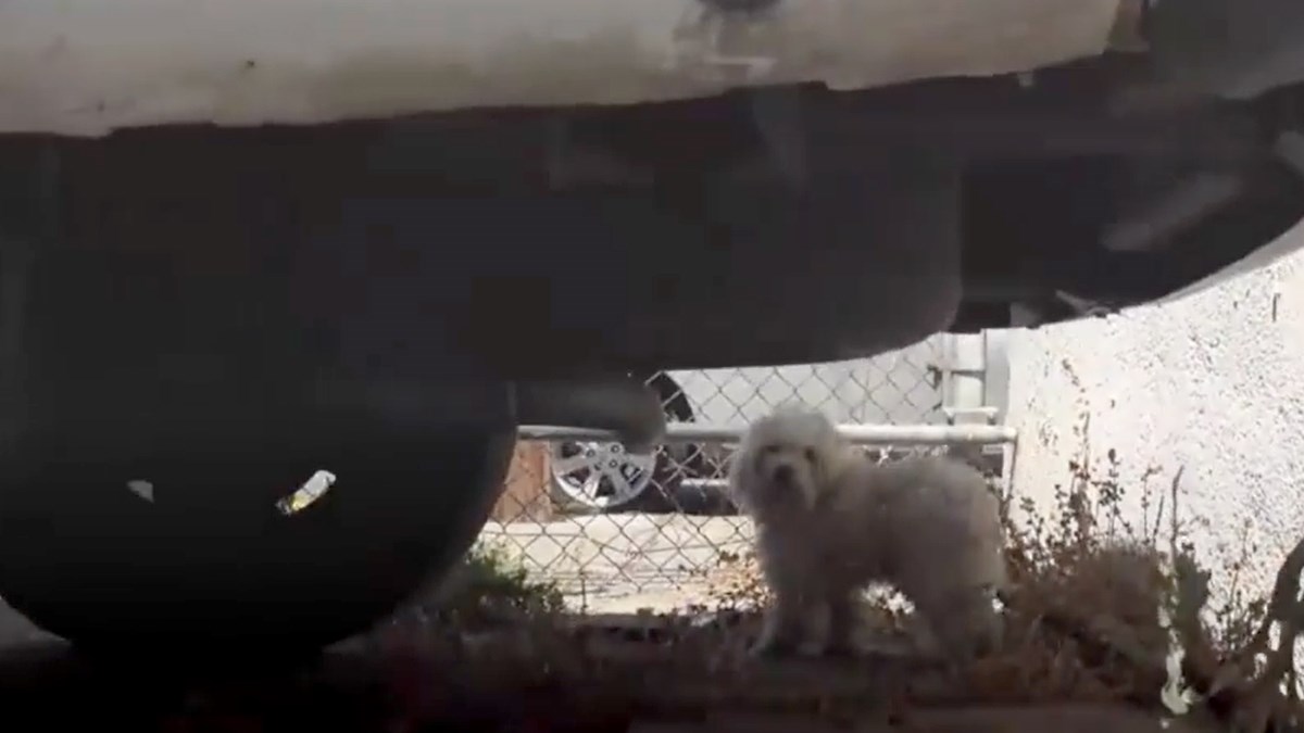 Ovaj napušteni psić se užasavao ljudi i nije htio nikome prići