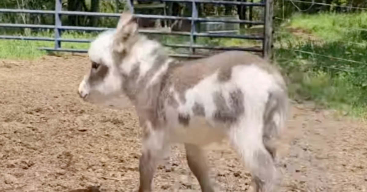 Malena magarčica ponosno pokazala novu vještinu, poslušajte je
