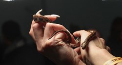 Brazilska boa nije bila u kontaktu s drugim zmijama godinama, dobila 14 beba