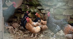 Kod dvije mrtve ptice u Zagrebačkoj županiji nađen visokopatogeni soj ptičje gripe