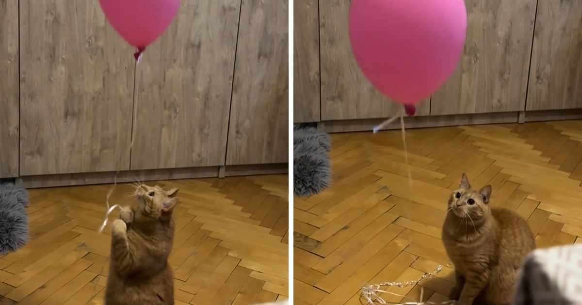 11 milijuna pregleda: Mačak se divi balonu kao malo dijete, prizor topi srca