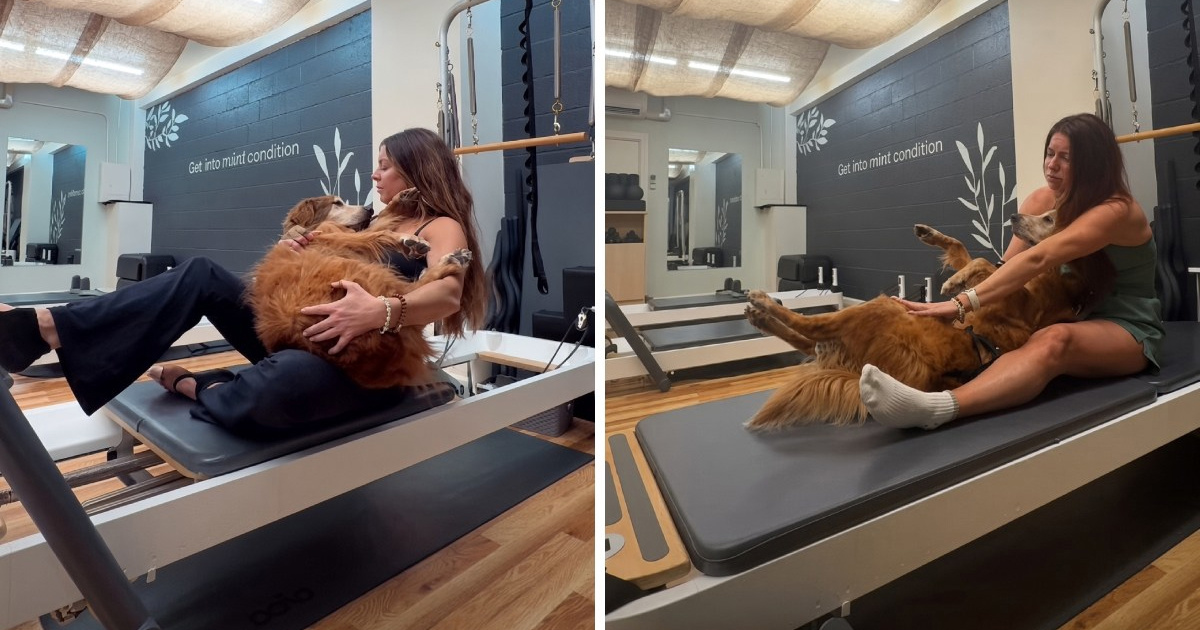 Stari retriver postao viralan nakon što mu je pilates pomogao vratiti pokretljivost