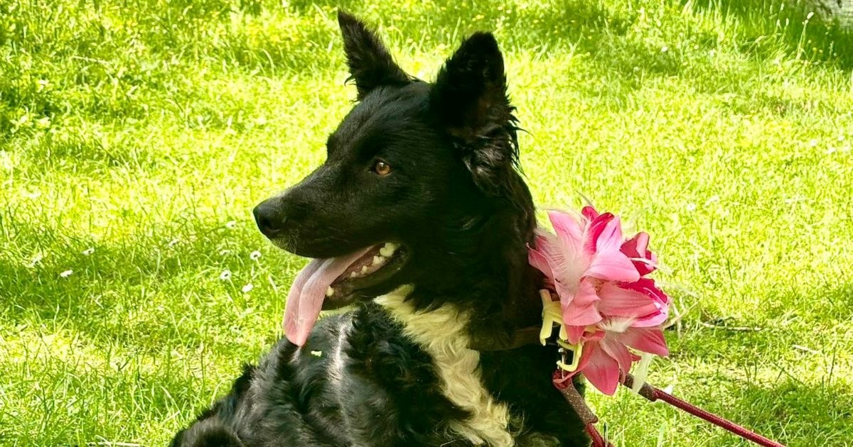Mučili su je i pokušavali otrovati: Lolita je proživjela pakao, sada traži dom