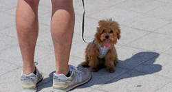 Ovo su načini na koje možete zaštititi šape svog psa od vrućeg asfalta