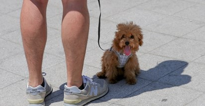Ovo su načini na koje možete zaštititi šape svog psa od vrućeg asfalta