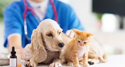 Ako morate kod veterinara, ne mazite tuđe pse, virus se može zadržati na dlaci