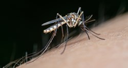 Znanstvenici otkrivaju zašto su neki ljudi poput magneta za komarce