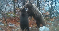 Medvjedi u NP Paklenica ne spavaju zimskim snom, ljudi se šale: I njih brinu potresi