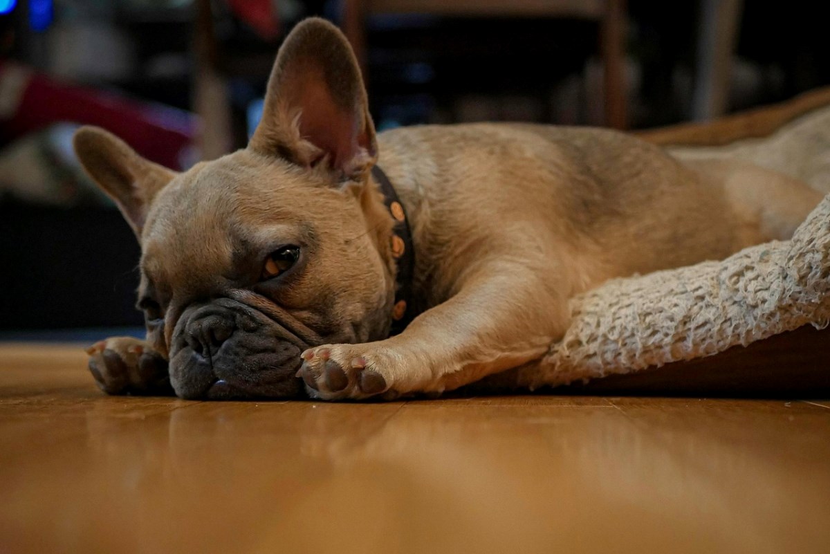 Planirate nabaviti &#x161;tene? Ovo je najve&#x107;a pogre&#x161;ka koju rade novi vlasnici