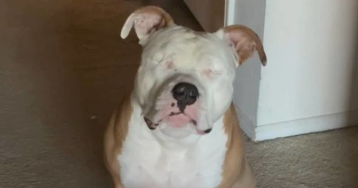 VIDEO Slijepa kujica pitbula postala hit zbog preslatkog jutarnjeg rituala